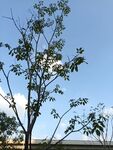 蓝天下的小树