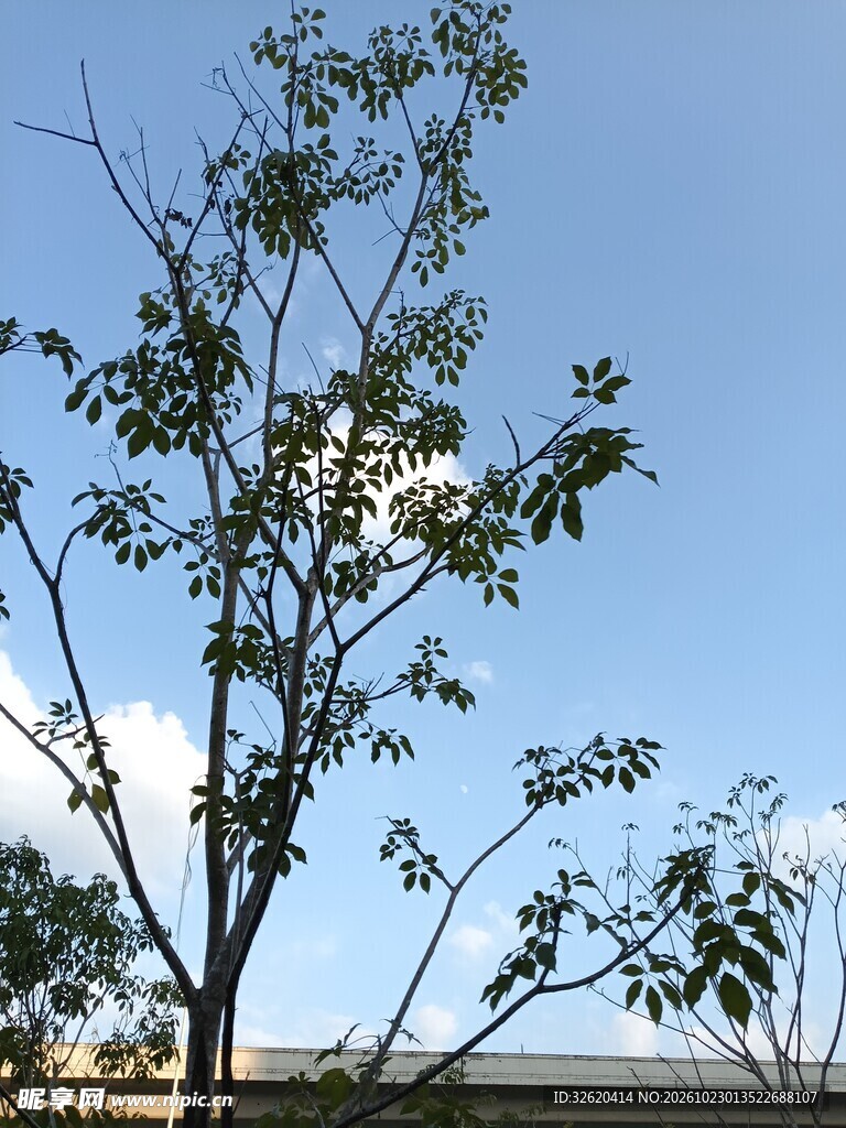 蓝天下的小树