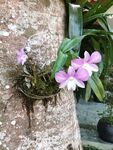 石壁附生粉色兰花