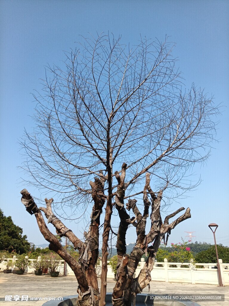 蓝天下的光秃老树