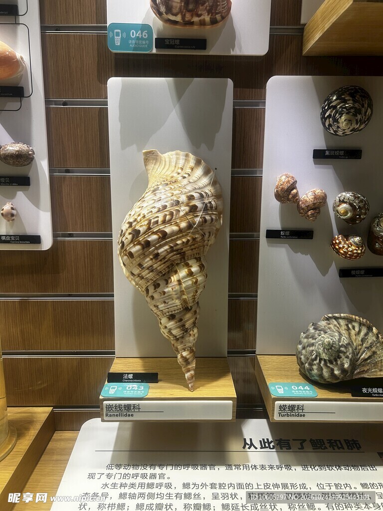 馆藏贝壳标本陈列