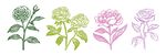 玫瑰花图案