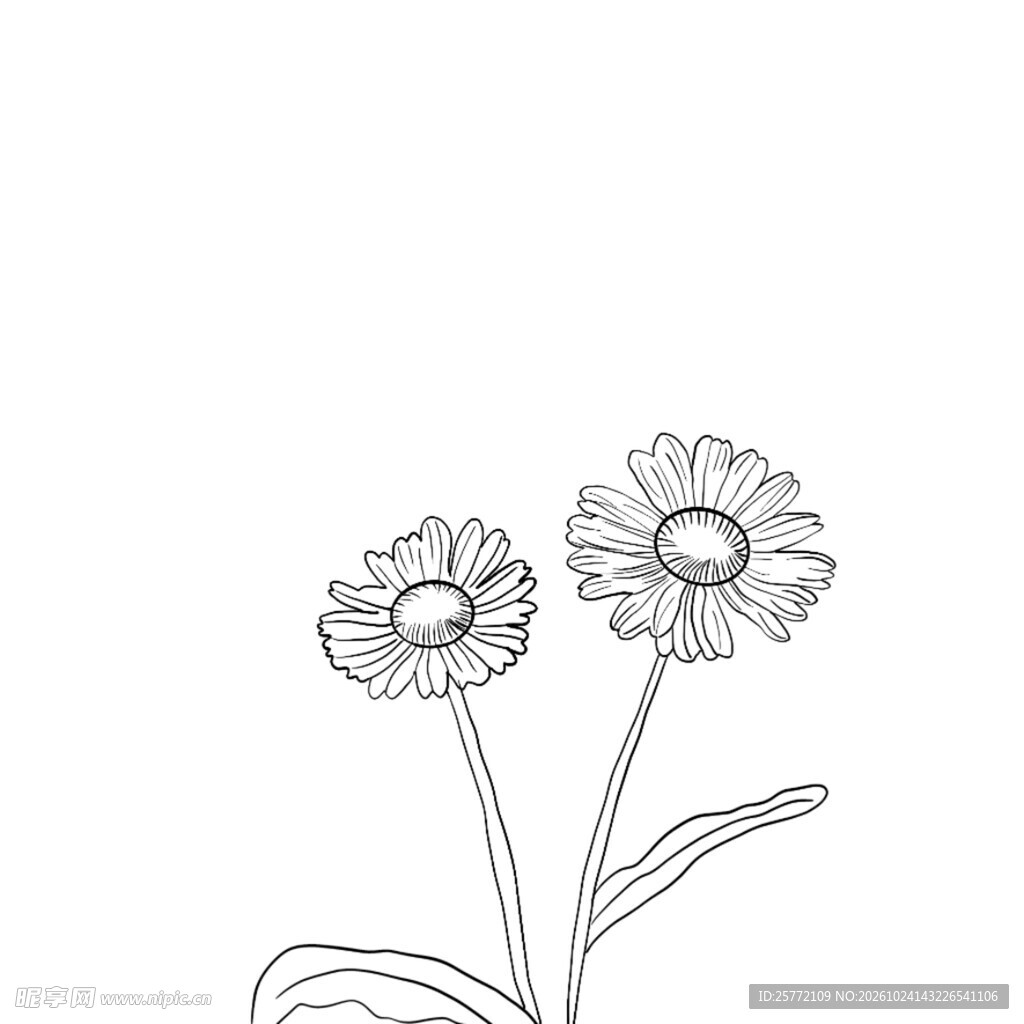 手绘线描小雏菊