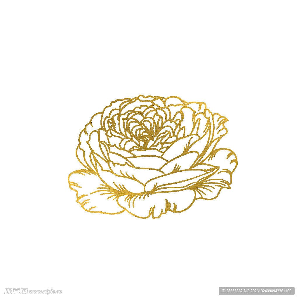 金色线描玫瑰