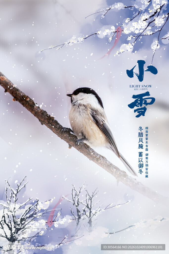 小雪节气枝头小鸟雪景