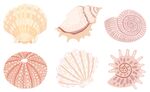 贝壳海螺插图