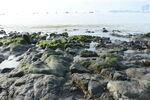 礁石海岸