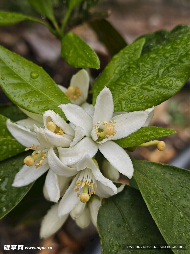 洁白柑橘花特写