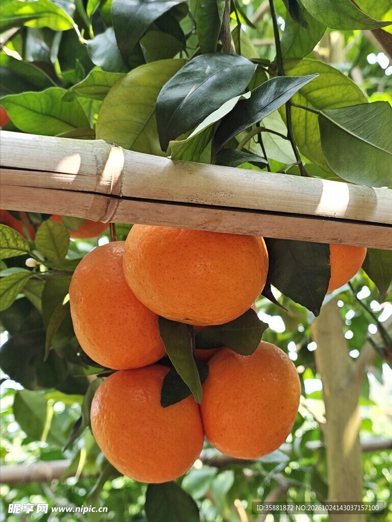 枝头挂满新鲜橘子