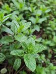 清新薄荷植株特写