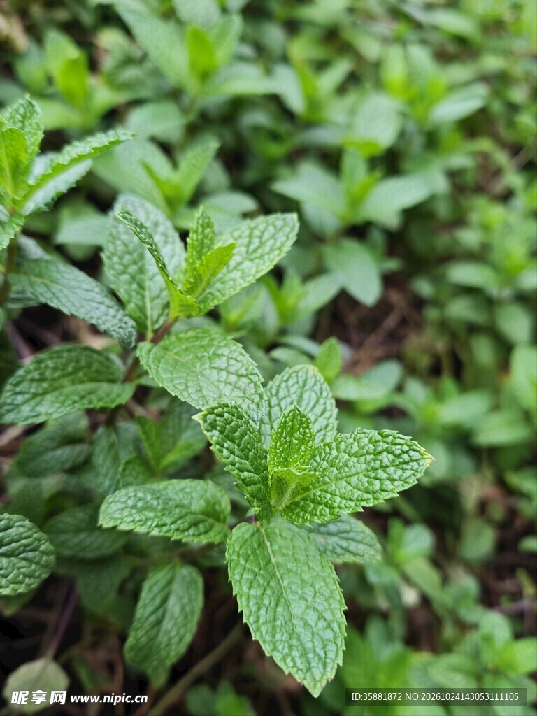 清新薄荷植株特写