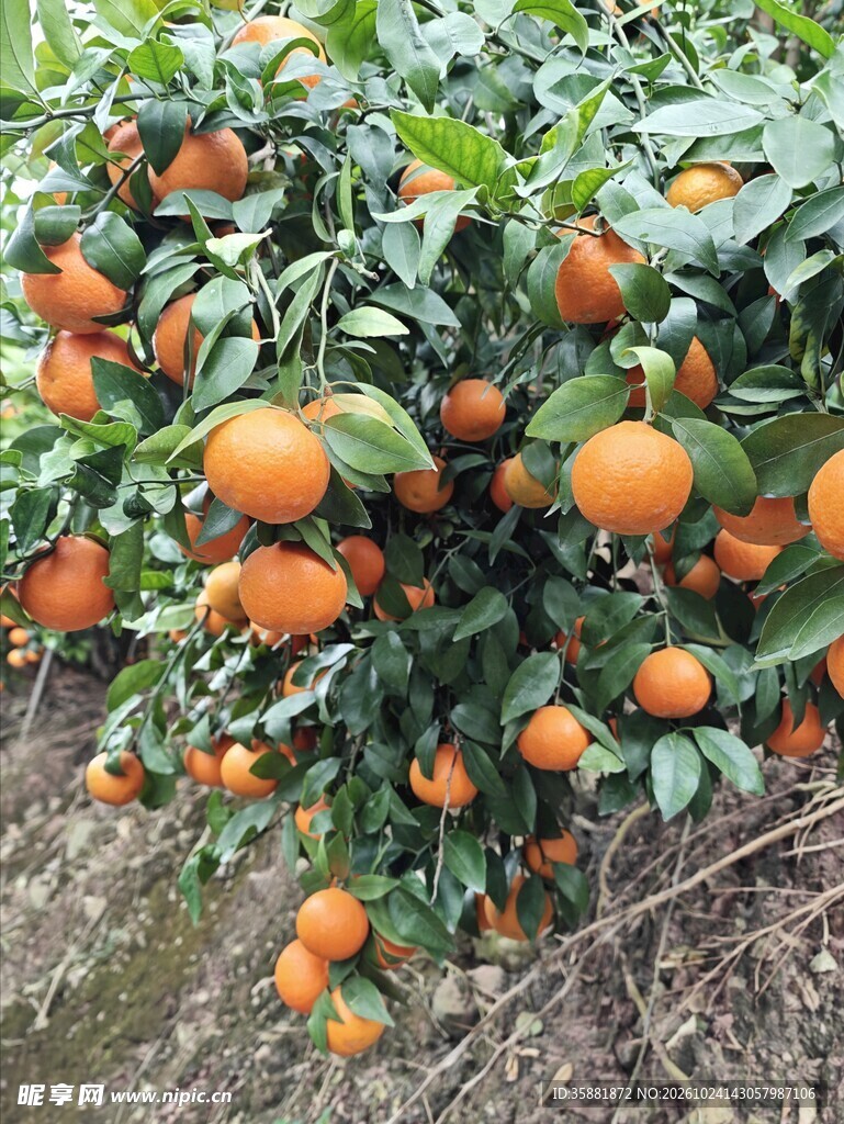硕果累累的柑橘树