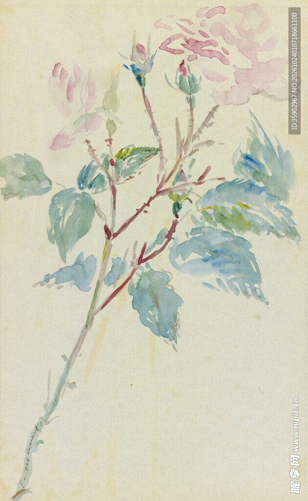 淡彩手绘玫瑰花枝