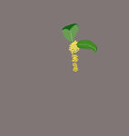 桂花