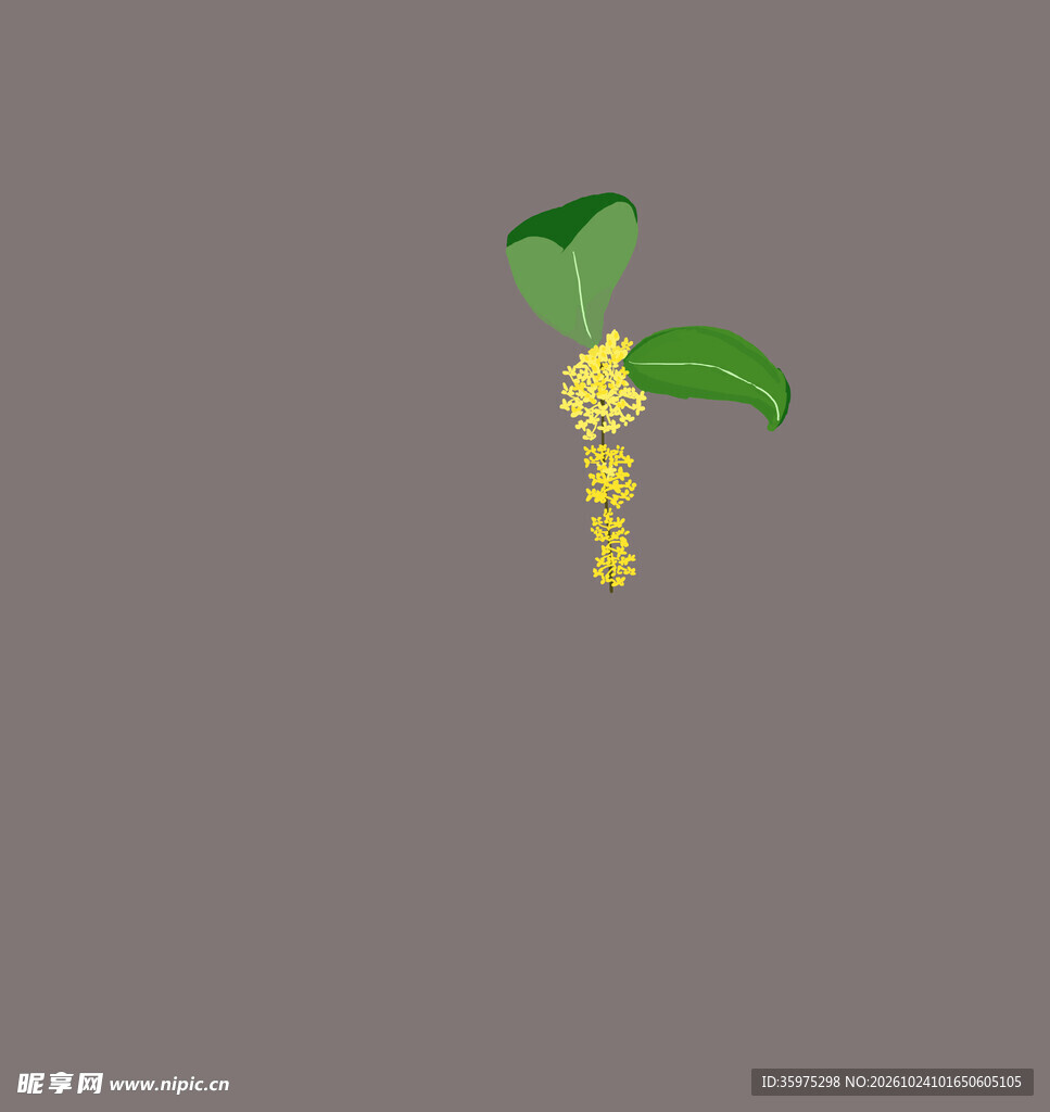 桂花