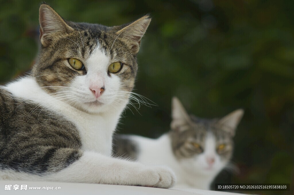户外休憩的两只猫咪