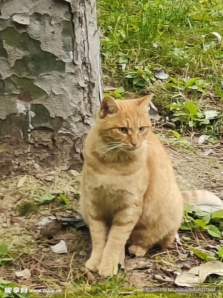 户外休憩的橘猫