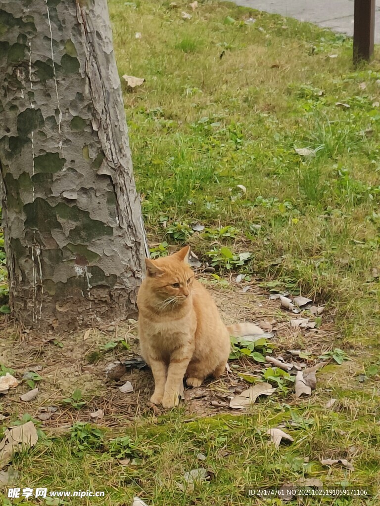 树下静坐的橘猫