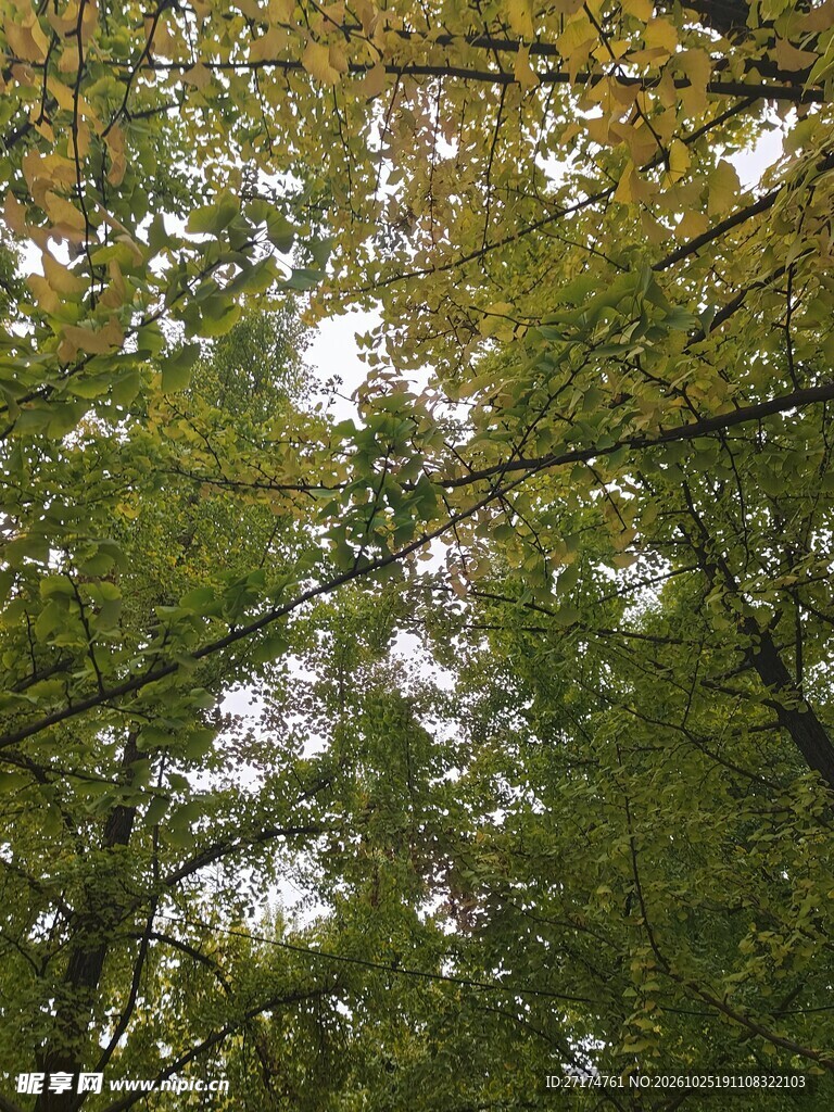 林间水面树影光斑