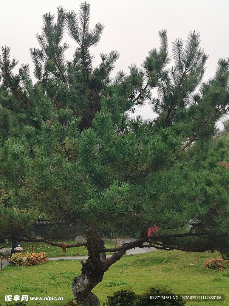 公园造型松树景观