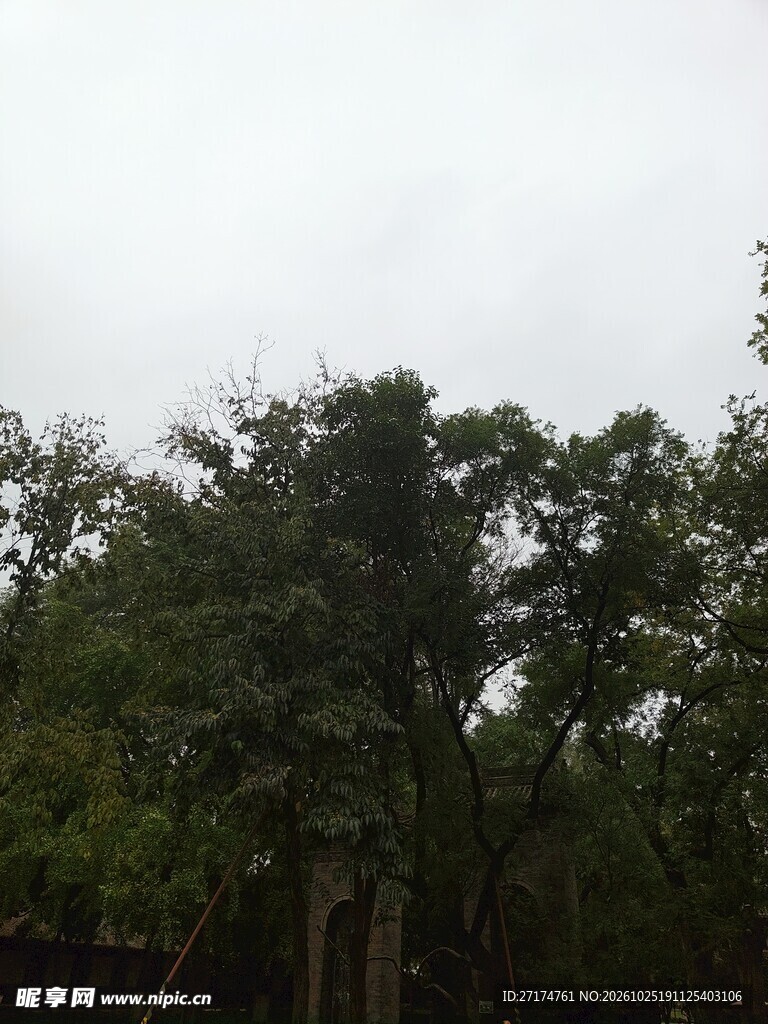 阴天树林自然风景