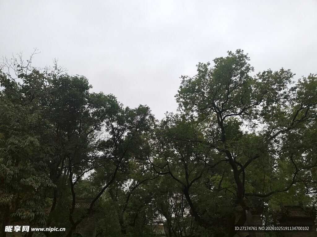 阴天户外树林景观