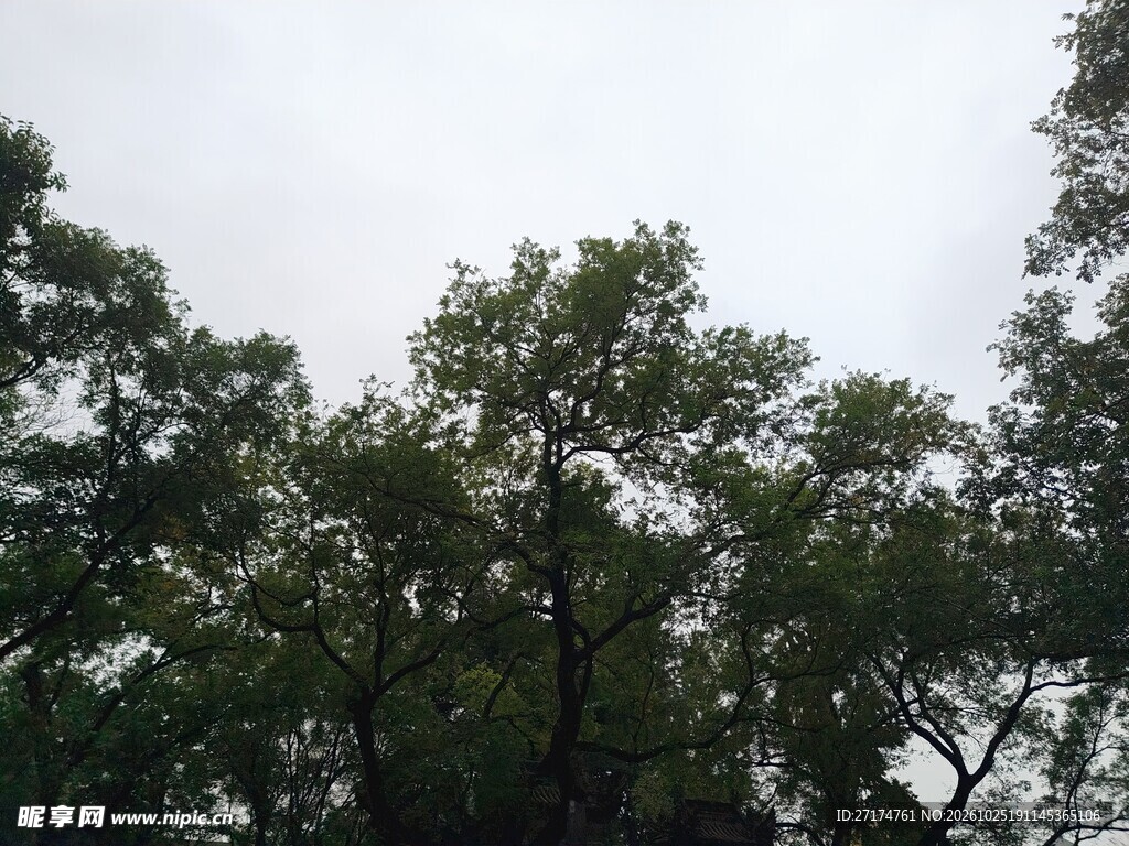 阴天仰拍树林树冠