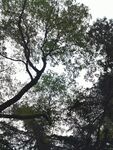 朦胧仰拍树木枝叶
