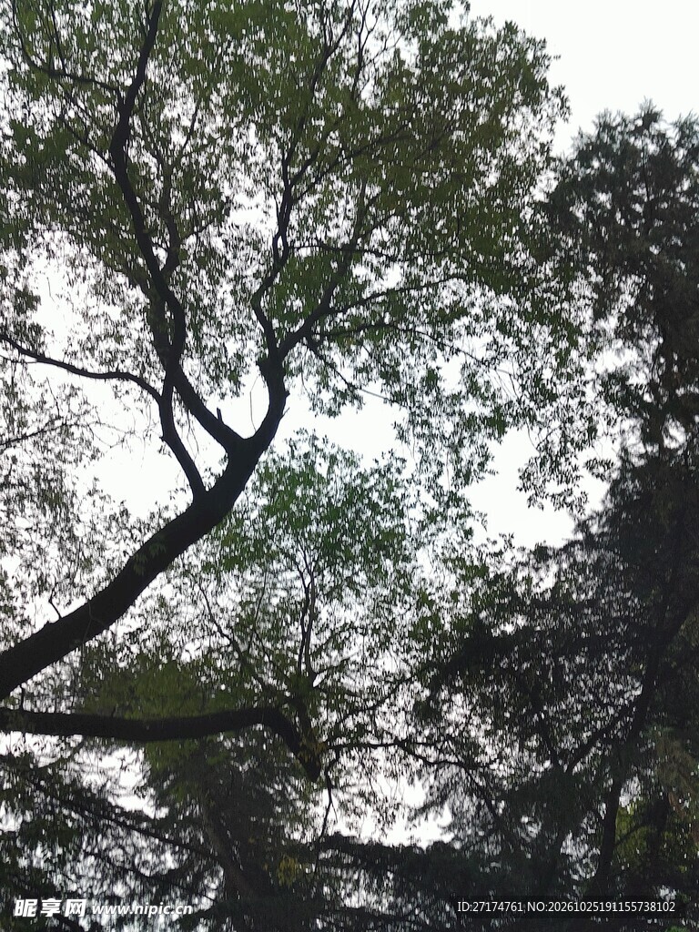 朦胧仰拍树木枝叶