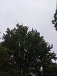 阴天户外树木景观