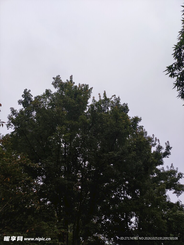 阴天户外树木景观