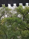 古城墙前葱郁绿树