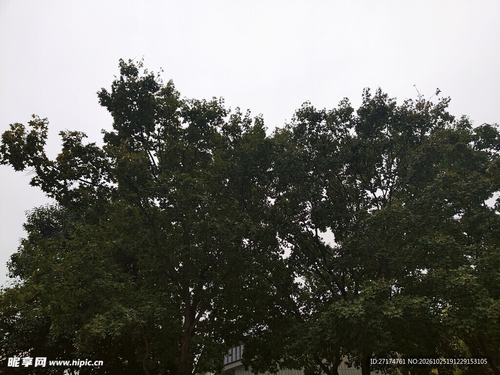 阴天绿树树冠景致