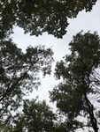 仰拍林间天空景色