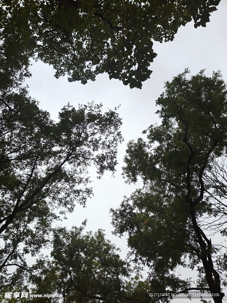 仰拍林间天空景色