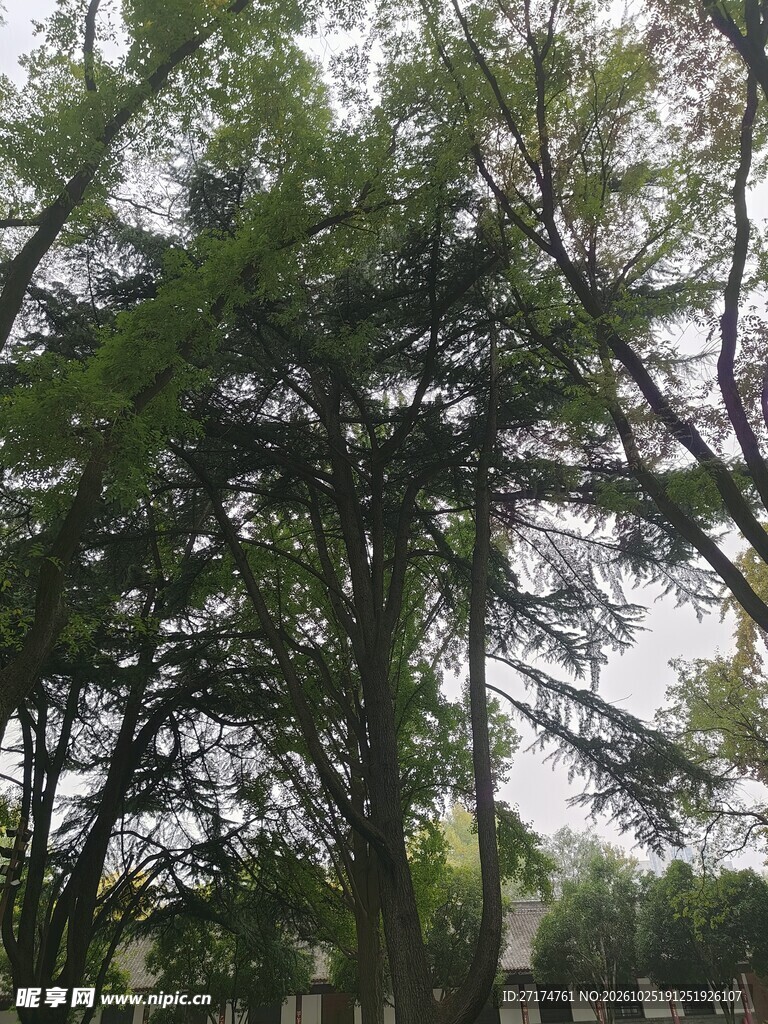 阴天仰拍葱郁树林