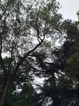 阴天户外树木景观