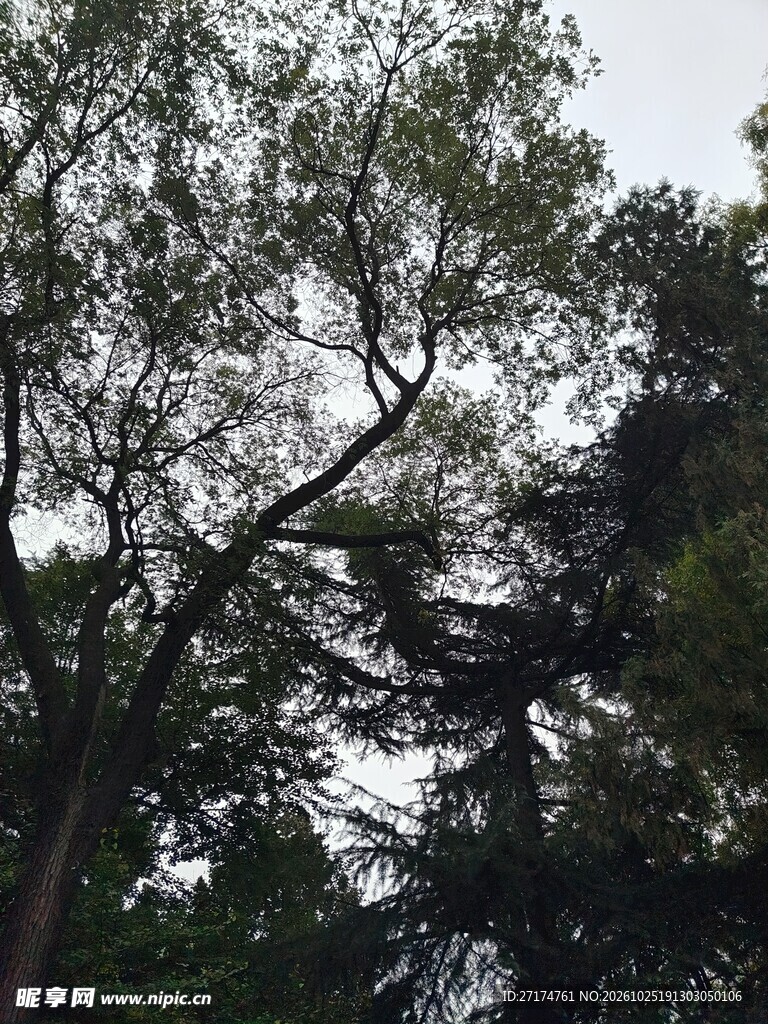阴天户外树木景观