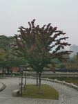 广场景观树木