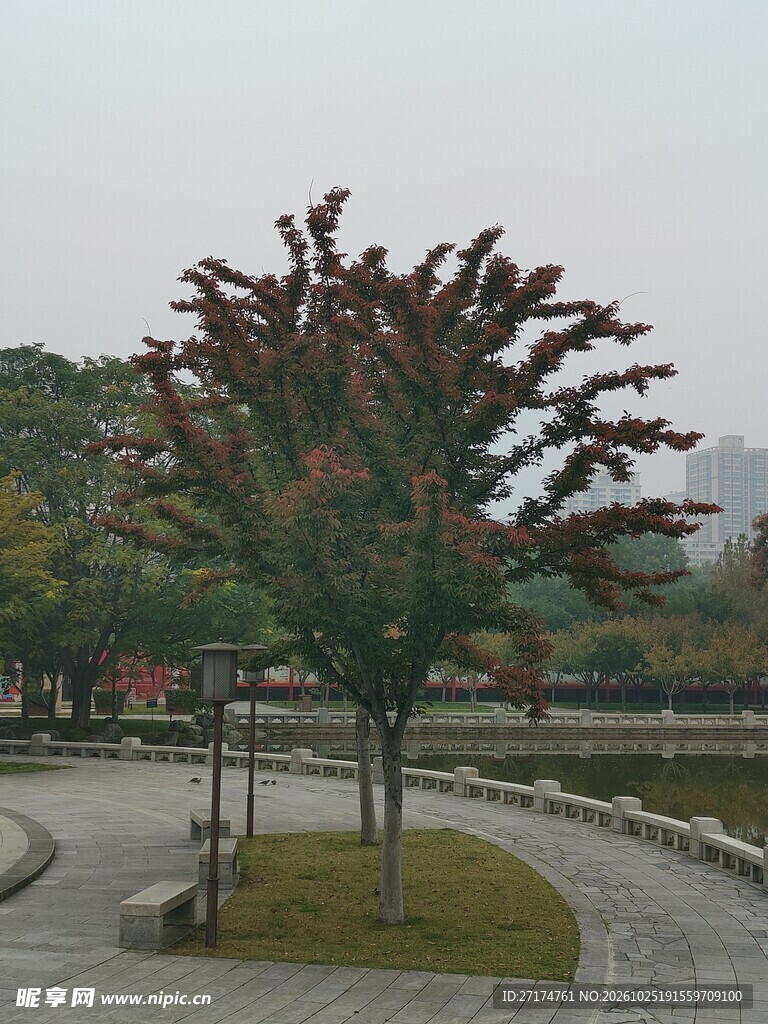 广场景观树木