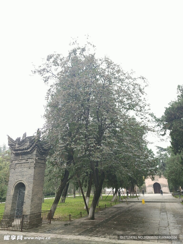 古园林林荫道风光