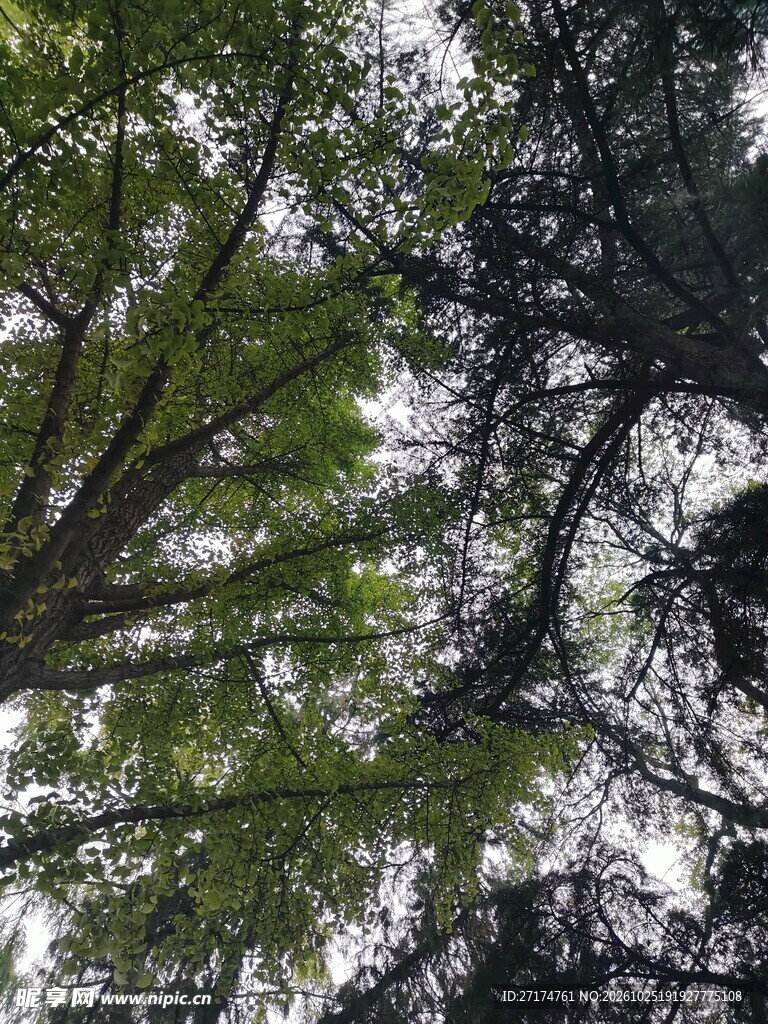 仰拍枝叶间的天空