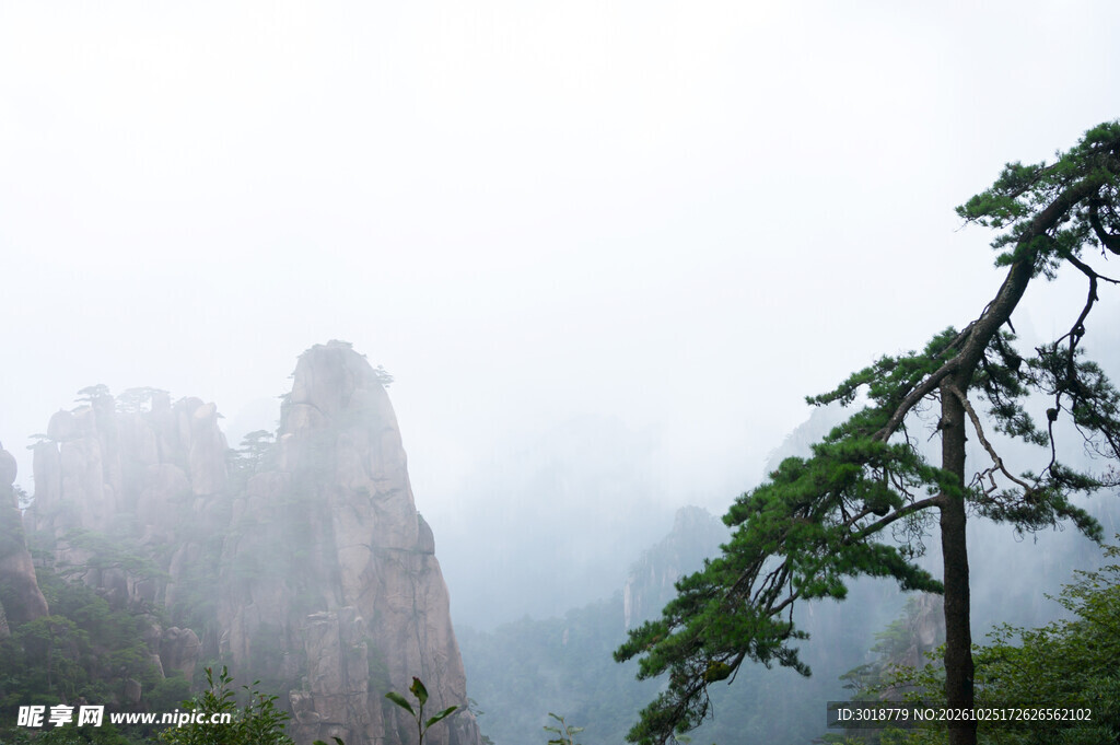 雾绕奇峰苍松景观