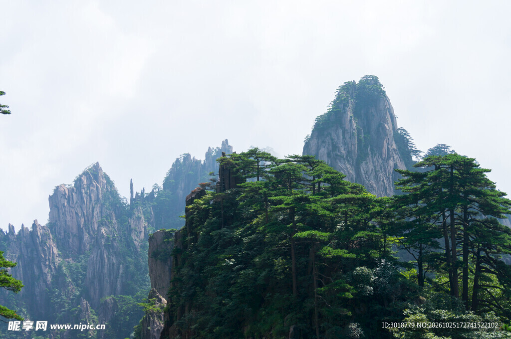 黄山奇峰松林景观