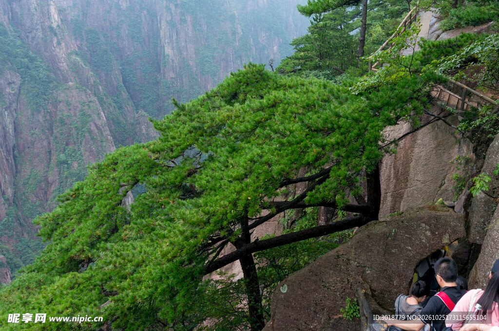 山间崖壁青松景观