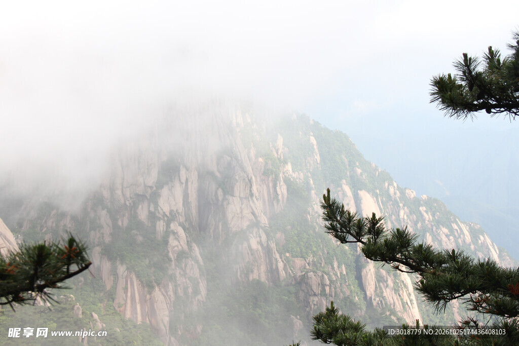 雾锁青山苍松