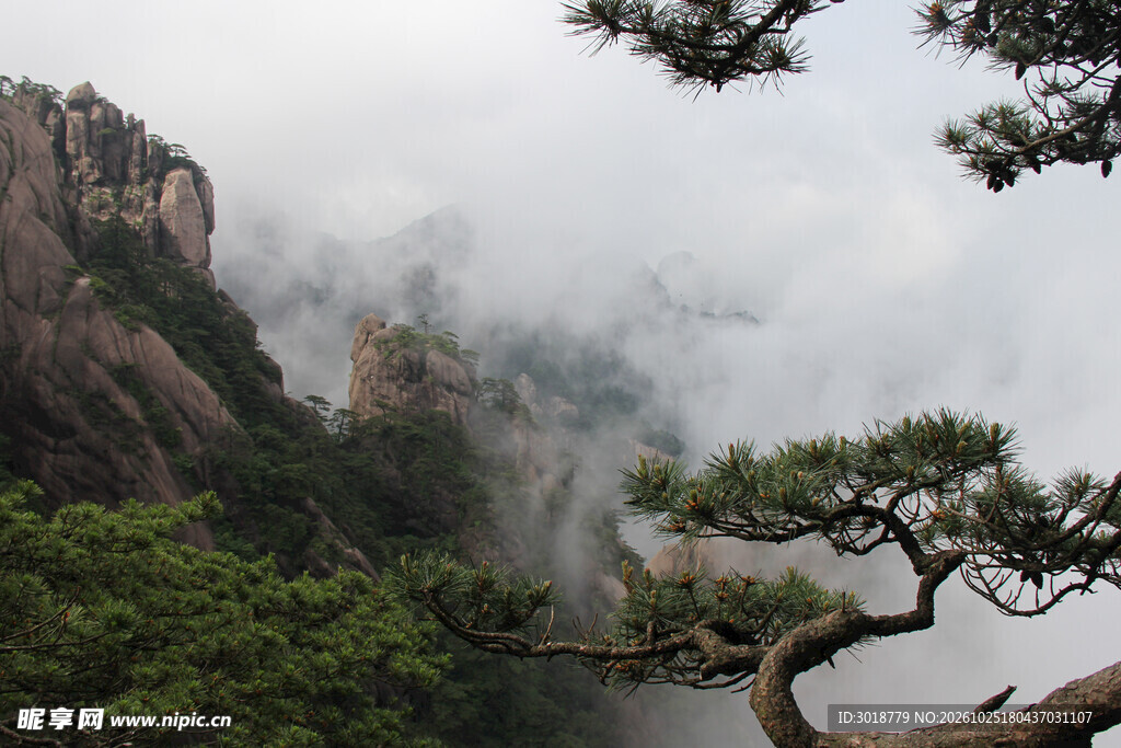 黄山云雾奇松山景