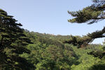 青山翠松晴空美景