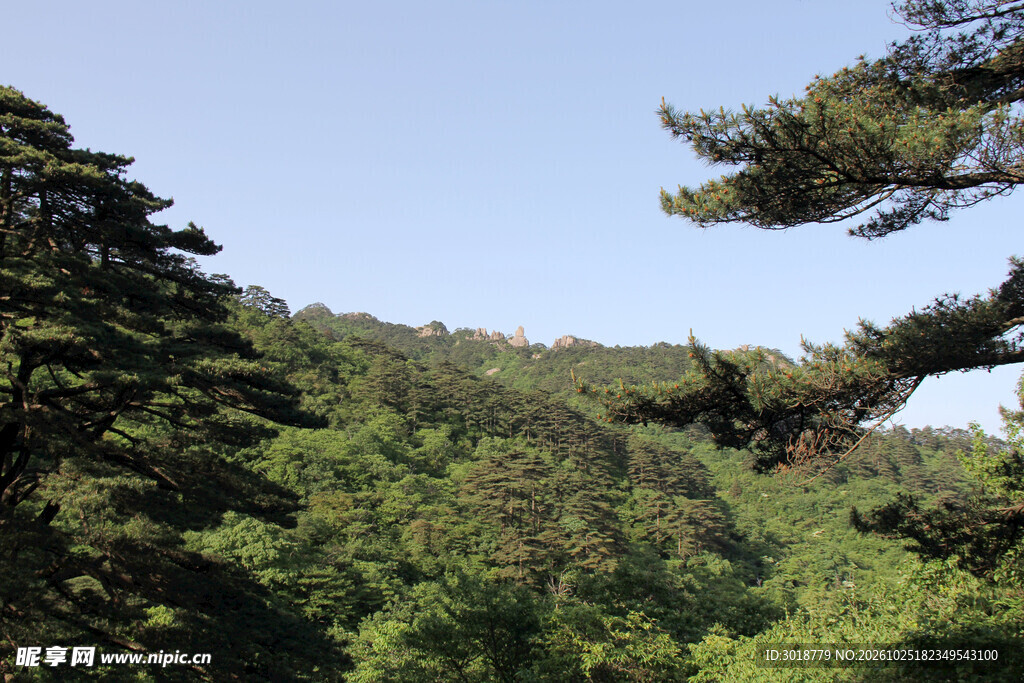 青山翠松晴空美景