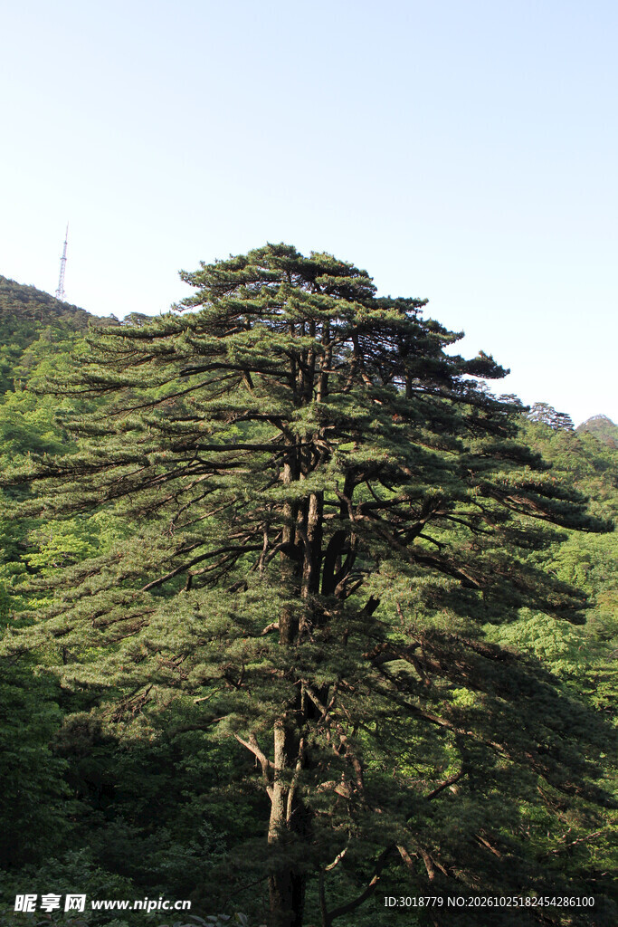 山巅古松自然风光